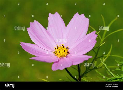 pink cosmos in garden Stock Photo - Alamy