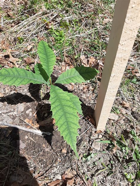 Planted some American Chestnuts in their new home today : r