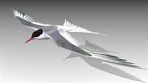 Golondrina Arctica Modelo 3D $60 - .max .obj .fbx .3ds - Free3D