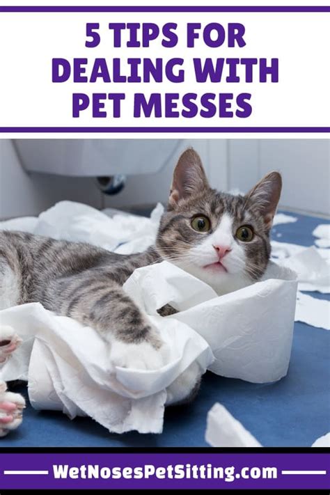 5 Tips For Dealing With Pet Messes Wet Noses Pet Sitting