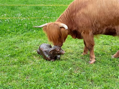 Ginies Erstes Kalb Ist Geboren Hochlandrinderzucht S Dtirol