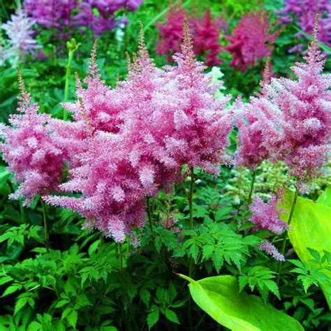 Виды и сорта астильбы с фото и названиями