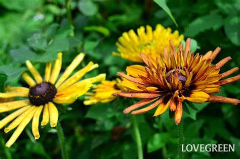 夏の花でガーデニング｜暑さに強く、秋までずっと咲き続ける多年草（宿根草）20選 Lovegreenラブグリーン