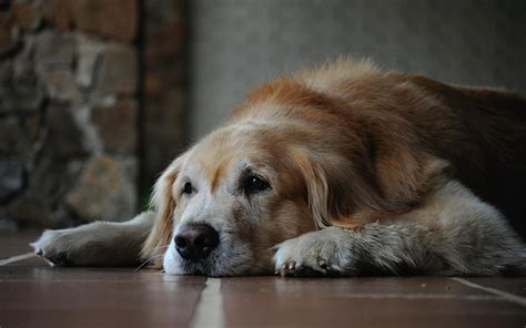 Quando Il Cane Diventa Anziano Cosa Bisogna Sapere Zampotta