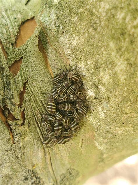 Help identifying these insects : r/insects