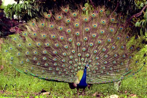 Peacock Dancing In Rain Flickr Photo Sharing