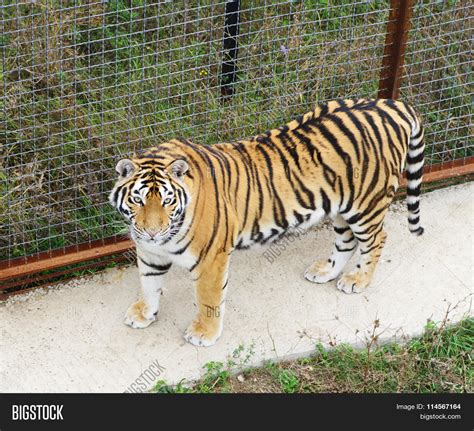 Top View Tiger Closeup Image & Photo (Free Trial) | Bigstock