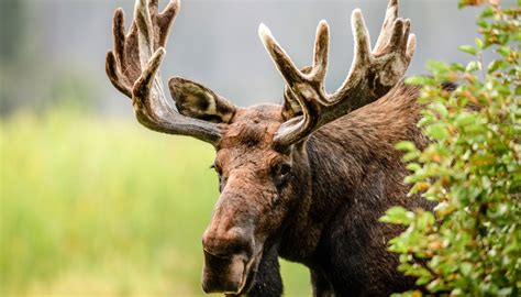 What Are Moose Adaptations? | Sciencing