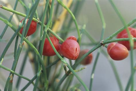 Эфедра двухколосковая (много фото) - treepics.ru