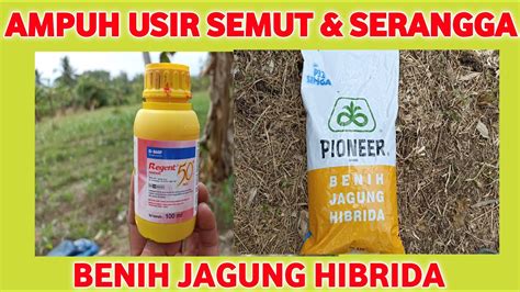 Regent Perlakuan Benih Jagung Sebelum Tanam Bibit Jagung Hibrida