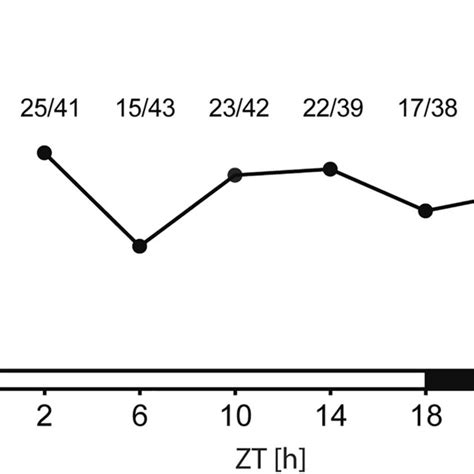 Photoperiodic timer and circadian clock in P. apterus males. (a ...