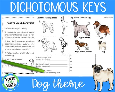 Dichotomous Key Worksheet Bundle By Butterflies In The Room Worksheets