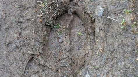 A Footprint Of A Big Wild Boar Stock Footage Videohive