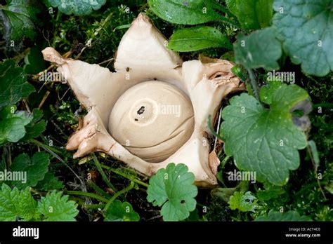 Earth star hi-res stock photography and images - Alamy