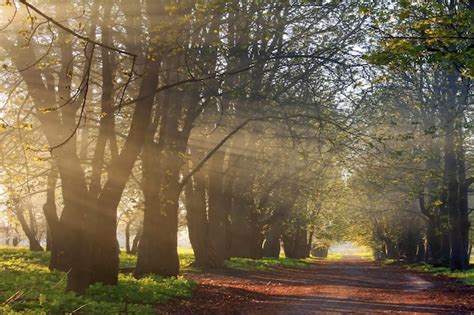 Premium Photo | Sun rays in spring forest on sunset