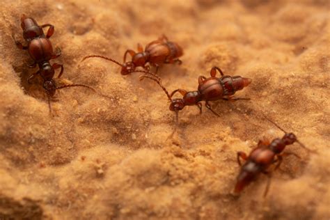 Other Termitophiles Insect Symbiosis Lab