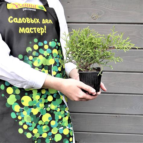 Саженцы туи западной Мистер Боулинг Болл в Минске, доставка почтой