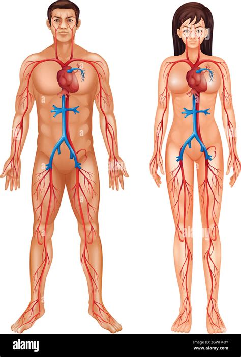 Human circulatory system Stock Vector Image & Art - Alamy