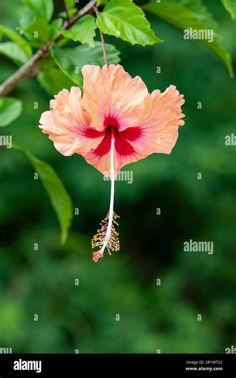 Kingdom Of Tonga Peach Colored Hibiscus Flower Stock Photo Alamy