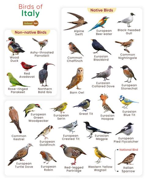 List Of Birds Found In Italy With Pictures