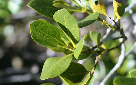 Leaf Photography, Mangrove Forest, Plant Leaves, Plants, Nature ...