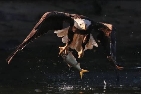 A Persistent Eagle Steals A Fisherman S Catch