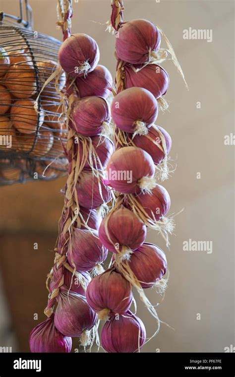 Garlic And Onions Hanging In The Kitchen Stock Photo Alamy