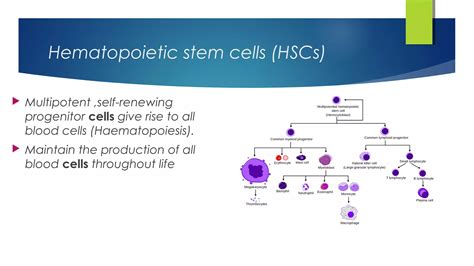 Haematopoietic Stem Cell Transplantation Ppt