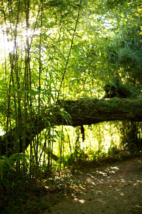 Bamboo - The Japanese Garden