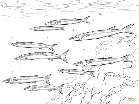 Yellowtail Barracuda Shoal Coloring Page Free Printable Coloring Pages