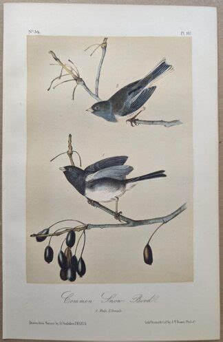 Audubon Octavo Print Common Snow Bird Dark Eyed Junco Plate 167