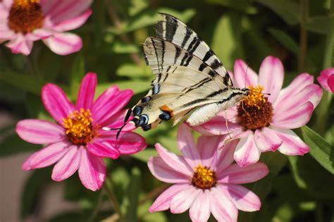 蝴蝶 昆虫 Iphiclides Podalirius Pixabay上的免费照片 Pixabay