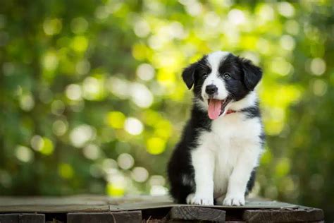 Are Border Collies Allergy Friendly? Discover the Truth - Border Collie Hub