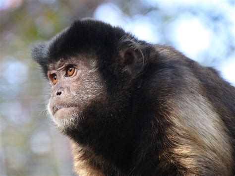 Study Finds That Monkeys Like People Can Choke Under Pressure