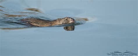 Muskrat At Bear River Migratory Bird Refuge On The Wing Photography