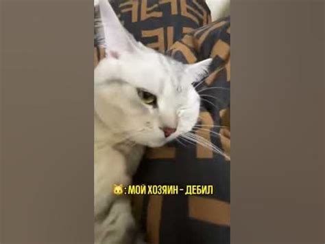 😻ДЕНЕЖНЫЙ КОТ😺#кот #котик #котики #кошка #удача #успех #ритуалы #деньги ...