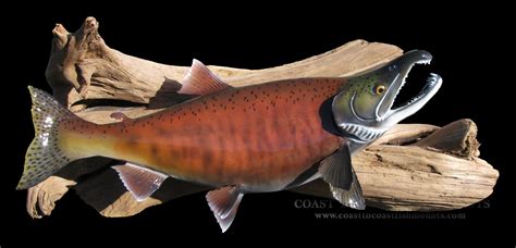 Kokanee Salmon Fish Mounts And Replicas By Coast To Coast Fish Mounts