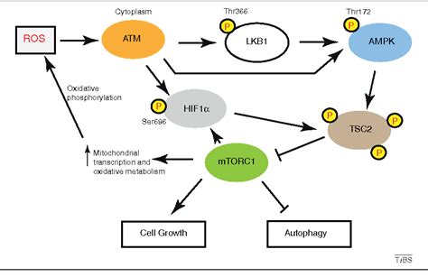 Figure From The Atm Protein Kinase And Cellular Redox Signaling