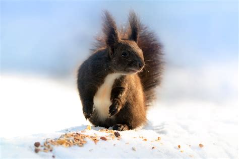 Gray and White Squirrel at Snow Covered Ground · Free Stock Photo