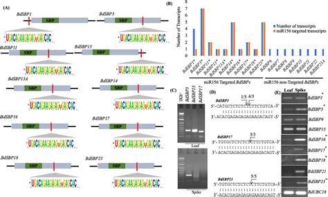 Analysis Of Post Transcriptional Regulation Of Bdsbp Genes By Mir