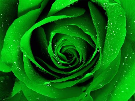 Green Roses wallpaper | 1600x1200 | #23149