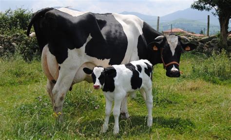 Quanto Tempo Dura A Gesta O Da Vaca Vaca Importante