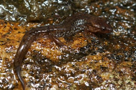 Chattooga Dusky Salamander In July 2023 By Max Ramey INaturalist