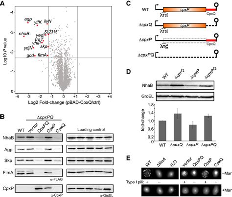 A 3′ Utr Derived Small Rna Provides The Regulatory Noncoding Arm Of The