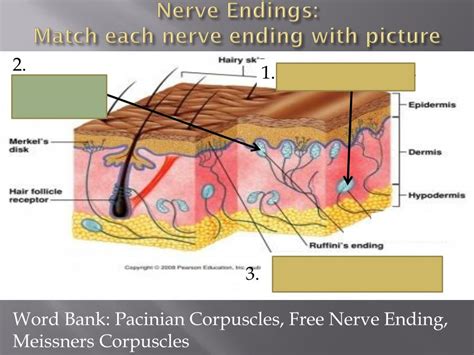 Ppt The Somatic And Special Senses Powerpoint Presentation Free