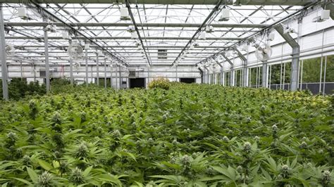 Journ E Technique Sur La Culture Du Cannabis En France Hortinergy