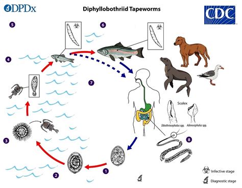 Diphyllobothrium latum Life Cycle Diagram | Quizlet