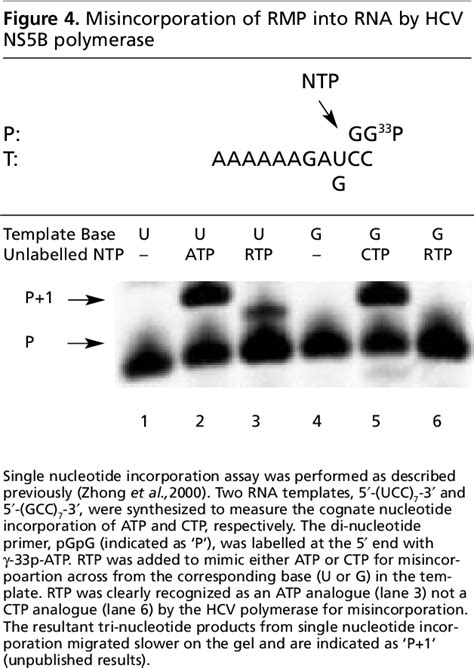 Figure From Mechanisms Of Action Of Ribavirin In Antiviral Therapies