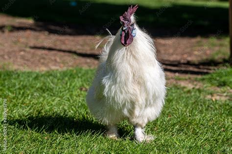 Silkie chicken, also known as silky or Chinese silk chicken Stock Photo ...