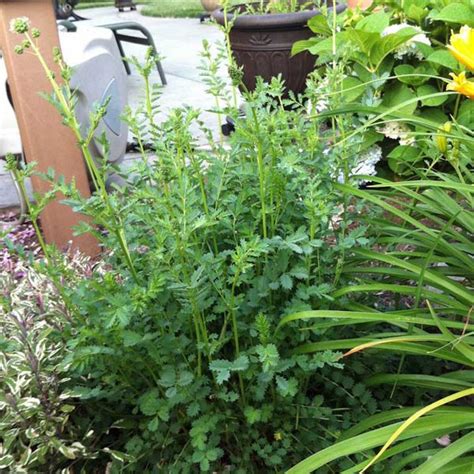 SALAD Burnet - A-Z Miscellaneous Vegetables | Australian Seed